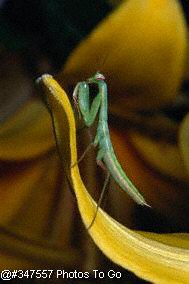 Praying mantis